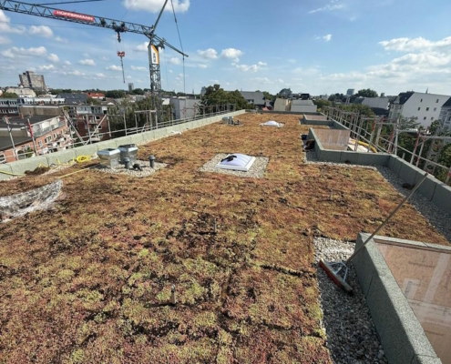 Anlage eines Gründaches in Hamburg durch ZMB