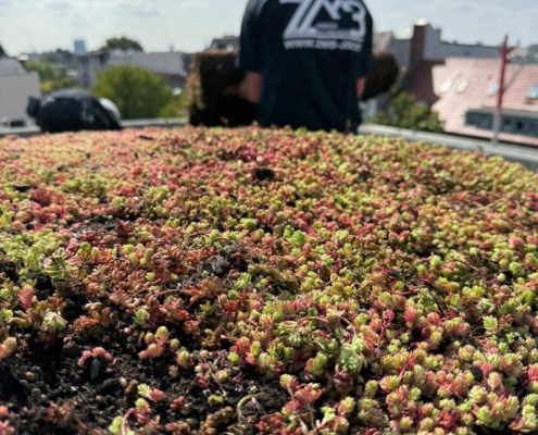 Gründacharbeiten in Hamburg durch ZMB